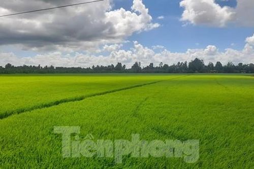 Chưa từng có: Lúa mới được 1 tháng tuổi 'cò' đã đặt cọc