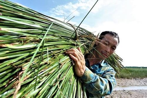 Nông dân vùng ốc đảo ở Hà Tĩnh tất bật thu hoạch cói nhưng kém vui