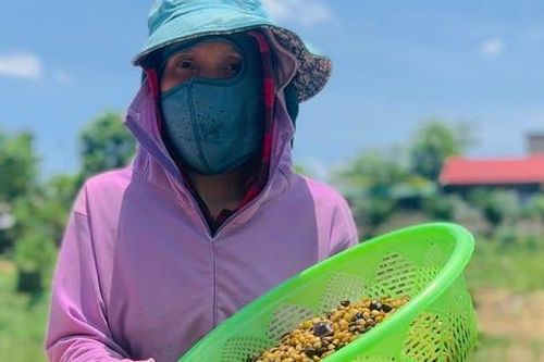 Ngâm mình hàng giờ cào hến trên sông Ngàn Phố