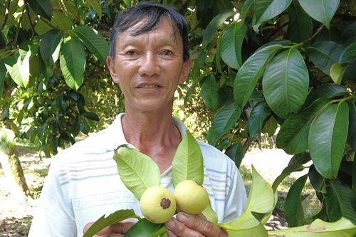 Người đàn ông 'đút túi' 1 tỷ đồng/năm nhờ trồng toàn cây ăn trái ai cũng mê