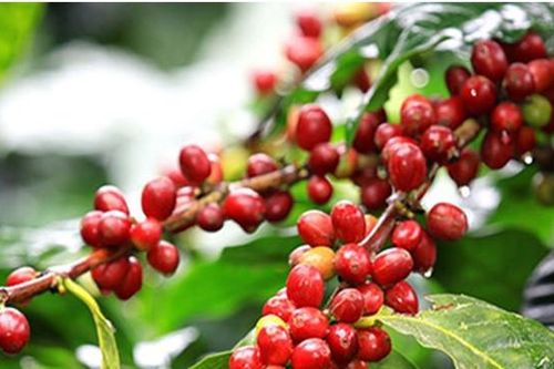 Tỉnh nào được mệnh danh là 'thủ phủ' cà phê của cả nước?