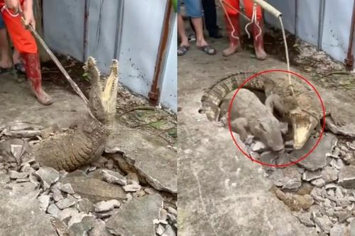 Sinh vật 'khủng' nổi lên từ vết nứt trên vỉa hè, nhiều người giật mình