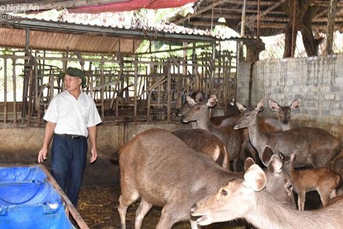Nông dân Thái Hòa mở rộng mô hình nuôi nai