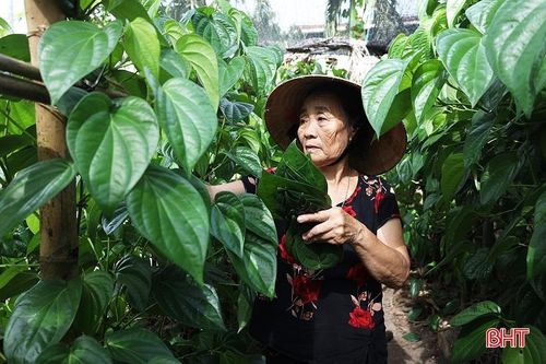 Làng trầu 'tiến vua' tất bật dịp rằm tháng 7