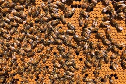 Australia báo động về an toàn sinh học do ký sinh trùng ở ong mật