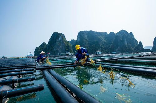 Xây dựng chuỗi liên kết du lịch và nuôi trồng thủy sản trên biển