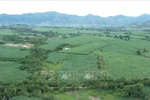 Gia Lai: Hình thành vùng chuyên canh mía quy mô lớn