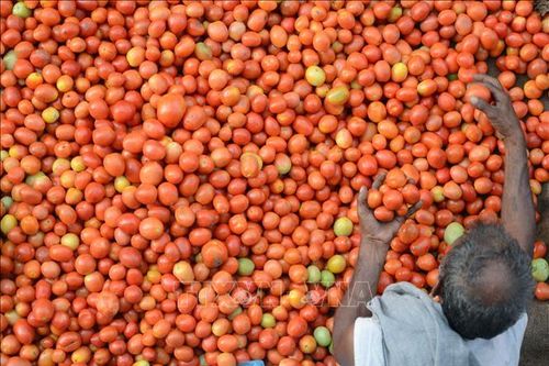 Ấn Độ: Các thương hiệu đồ ăn nhanh phải 'chia tay' cà chua do giá tăng vọt