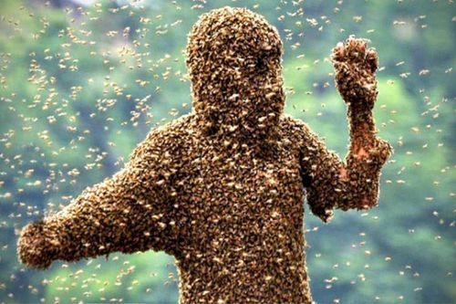 Đám tang trở nên hỗn loạn bởi chuyến ghé thăm của đàn ong mật