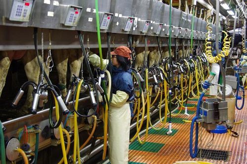 Không được yêu cầu nữ thực tập sinh Việt Nam tại Nhật Bản phải về nước nếu mang thai