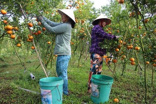 Tăng cường quản lý chất lượng giống cây ăn quả trên địa bàn tỉnh