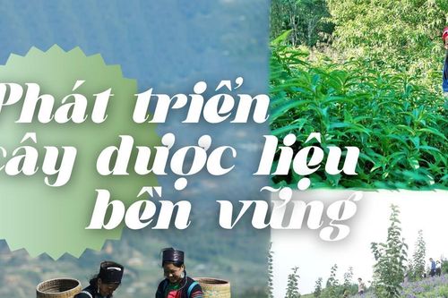 Phát triển cây dược liệu bền vững