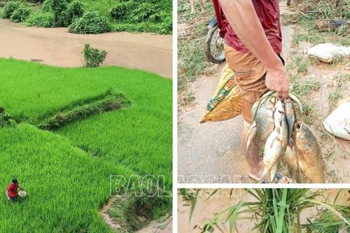 Mưa lũ gây nhiều thiệt hại cho nông dân xã Kim Sơn (Bảo Yên)