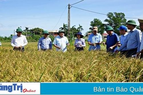 Phó Chủ tịch Thường trực UBND tỉnh Hà Sỹ Đồng kiểm tra thu hoạch lúa vụ hè thu