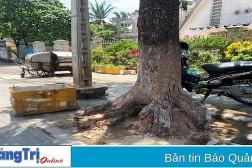 Nguy cơ ngã đổ cây xanh trên đường Lý Thường Kiệt