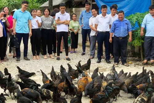 Đồng Hỷ: Đánh giá kết quả mô hình chăn nuôi gà H'Mông