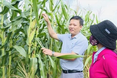 Đồng bào Công giáo phát triển kinh tế HTX ở Gia Lai