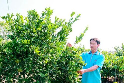Buôn Đôn nâng chất sản xuất, thúc đẩy xây dựng nông thôn mới