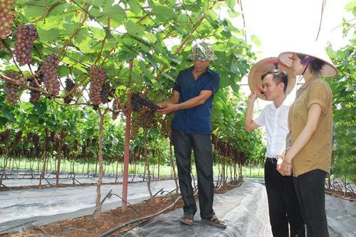 Phát triển cây ăn quả gắn với du lịch sinh thái