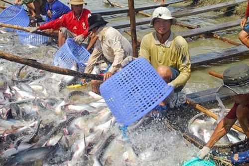 Đẩy mạnh nuôi hải sản xa bờ