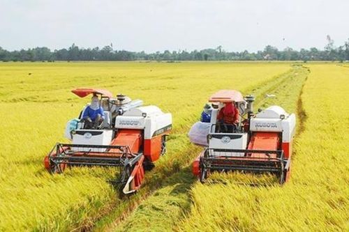 Hà Nội: Không có tình trạng đầu cơ, tăng giá gạo trục lợi bất chính