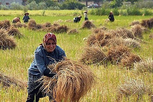 Trở về với giống lúa truyền thống