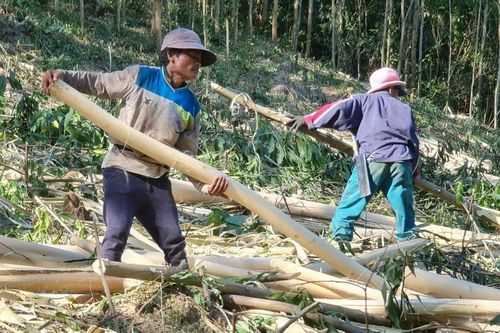 Quảng Bình: Đồng bào Vân Kiều đội nắng mưu sinh từ cây keo