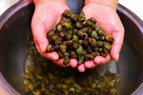 Ốc mua về đừng luộc ngay, ngâm với thứ này hết sạch bùn đất