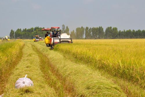 Niềm vui của nông dân đồng bằng sông Cửu Long khi trúng mùa, được giá