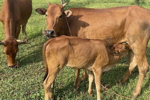 Giá trâu bò liên tục giảm sâu, người chăn nuôi thua lỗ