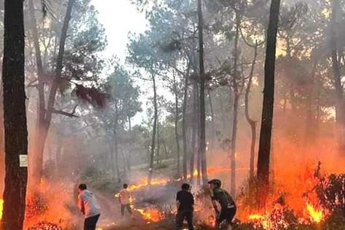 Đốt cháy rừng thông hàng chục năm tuổi, nam thanh niên thách gọi công an đến bắt
