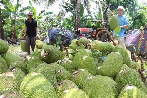 Giá mít tại Tiền Giang đang 'sốt' do nguồn cung rất hạn chế