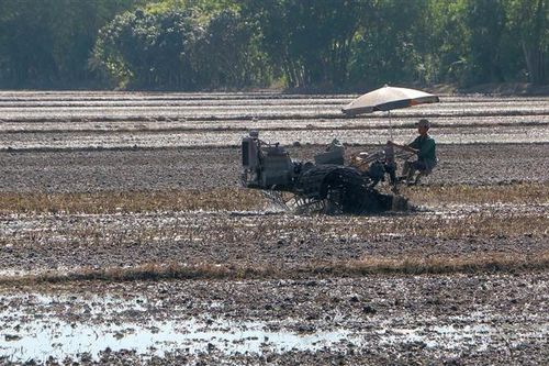 Lúa gạo được giá, Hậu Giang tập trung xuống giống vụ Thu Đông