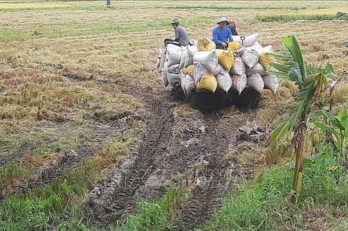 Giá lúa liên tục tăng, nông dân thấp thỏm chuyện hợp đồng mua bán