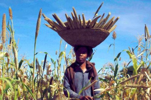 Từ Ấn Độ cho tới Nigeria, liệu 'siêu thực phẩm' kê có thể là cứu cánh trước biến đổi khí hậu?