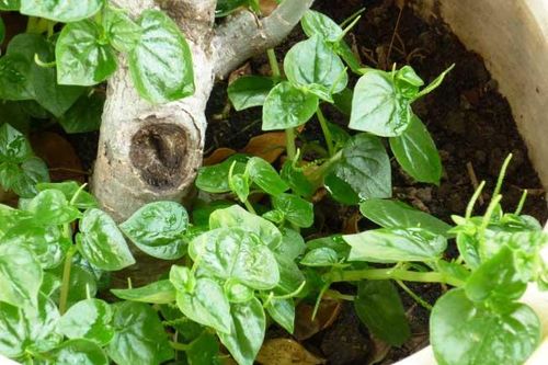 Loại rau mọc dại ở Việt Nam nhưng được xem là 'thần dược' ở nước ngoài