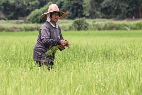 Thị trường gạo Thái Lan hỗn loạn do lệnh cấm xuất khẩu của Ấn Độ