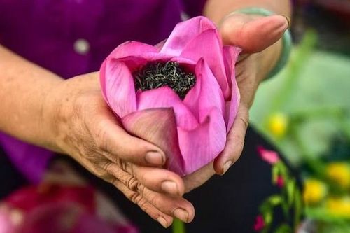 Trải nghiệm: 'Thiên cổ đệ nhất trà' có giá lên tới cả chục triệu đồng 1kg