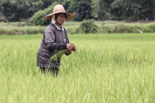 Thị trường gạo Thái Lan chao đảo vì lệnh hạn chế xuất khẩu của Ấn Độ
