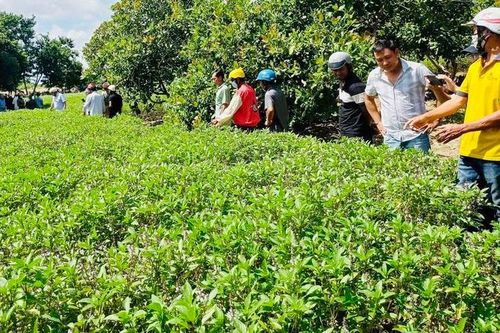 Liên kết trồng húng quế: Hướng đi mới trong phát triển cây dược liệu tại Krông Pa