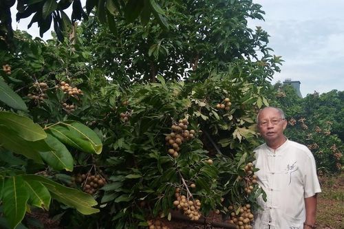 Gia Lai có 479 cây ăn quả đầu dòng