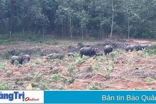Cần xử lý đàn trâu hoang tấn công người, phá cây rừng