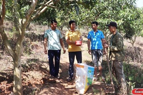 Chăm sóc cây ăn quả sau thu hoạch