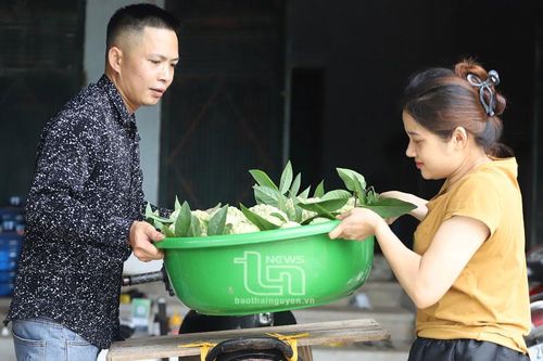 Na đầu mùa được giá, nông dân Võ Nhai phấn khởi