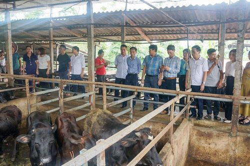 Giải 'bài toán' chất thải chăn nuôi