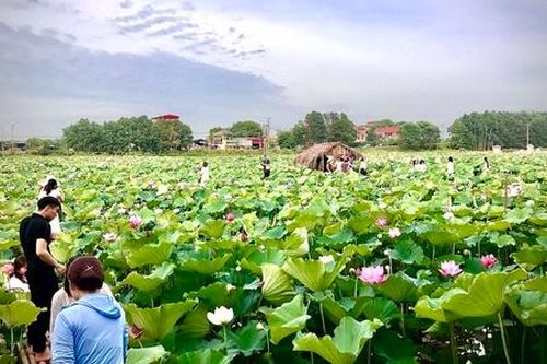 HTX hoạt động hiệu quả giúp Tây Hòa giảm nhanh tỷ lệ hộ nghèo