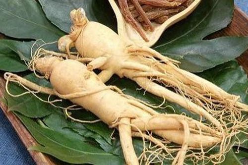 Hai vị thuốc tốt cho người mắc hội chứng mệt mỏi mạn tính