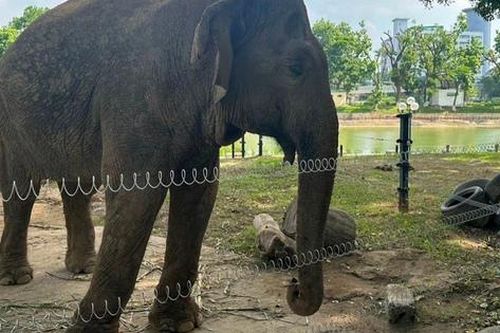 Hai chú voi ở Vườn thú Hà Nội đã được đi lại tự do