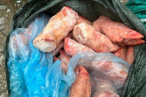 Chặn 1,5 tấn móng giò lợn 'trôi nổi', đã biến đổi màu sắc trước khi lưu thông