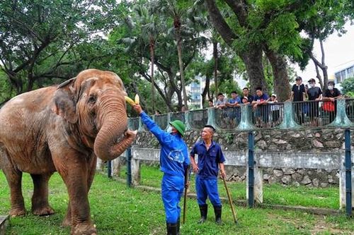 Người dân phấn khởi khi hai con voi ở Vườn thú Hà Nội đã được đi lại tự do